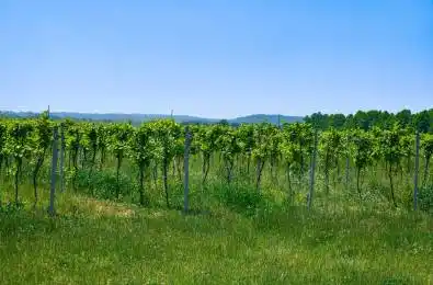 497 Line 5 Road Niagara-on-the-Lake Ontario L0S 1T0