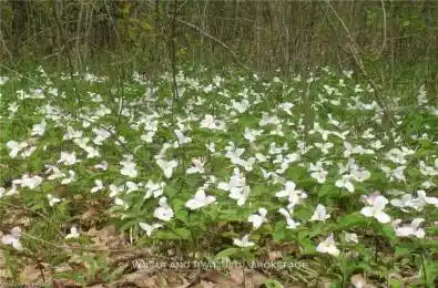 .. BRIDGE Street Greater Napanee Ontario K7R 3L1